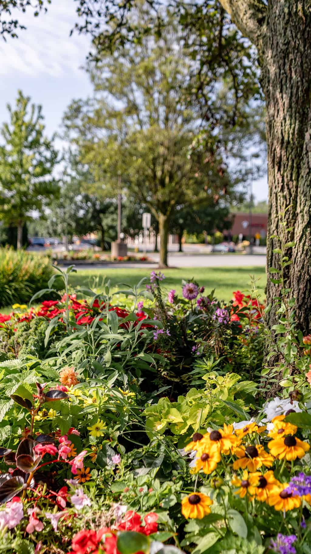 Commercial landscape featuring colorful perennial flower displays
