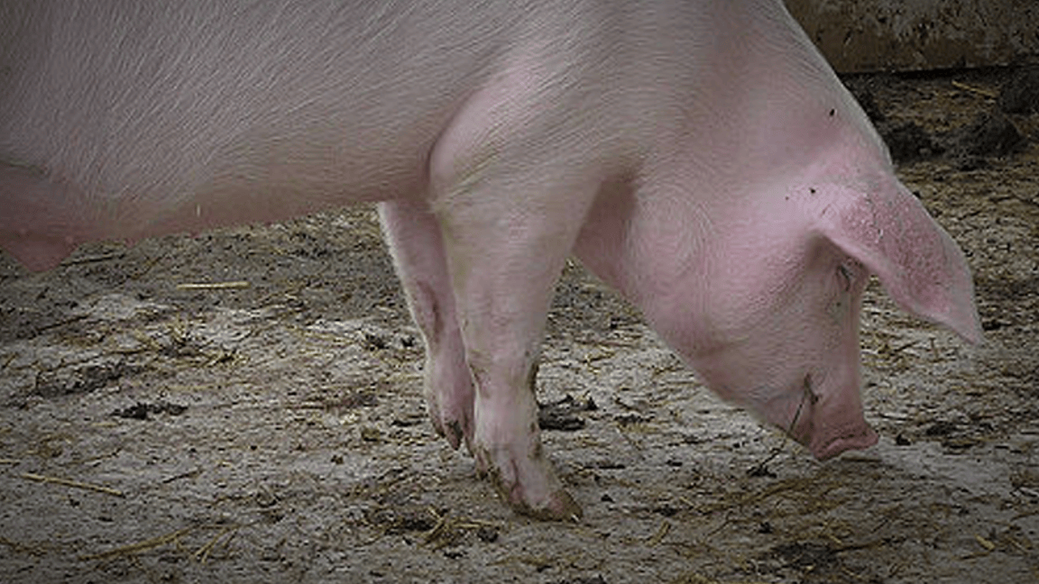 Buntis na baboy sa Aklan, ginahasa umano ng tao