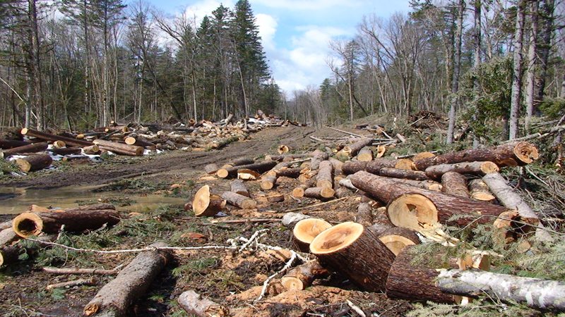 Kampanya sa Illegal Logging, Pinaigting ng PENRO Isabela! - RMN Networks
