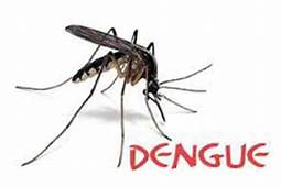 Kaso ng Dengue sa Mountain Province dumami!