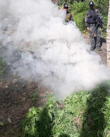 15 mil ka punoan sa marijuana naibot