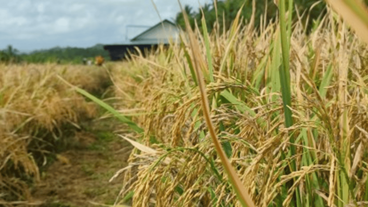 60-day import ban sa bigas simula sa susunod na buwan, inaprubahan na ni Pangulong Ferdinand Marcos Jr.