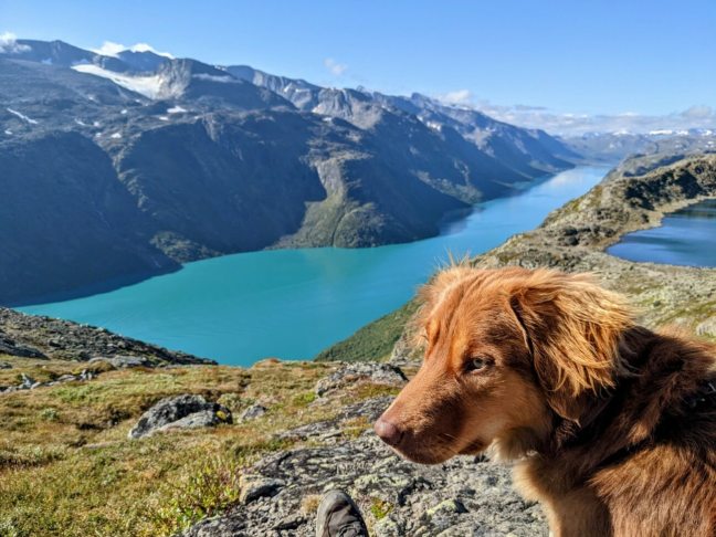 Besseggen Wanderung mit Hund Besseggen Wanderung mit Hund