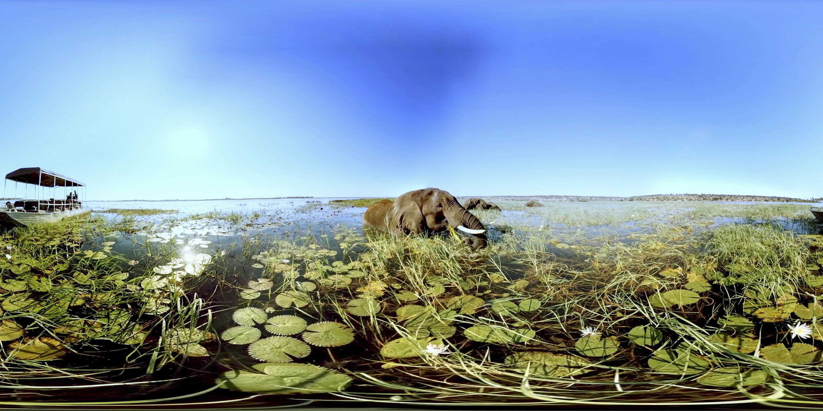 Elephant_Water.Still008 copy