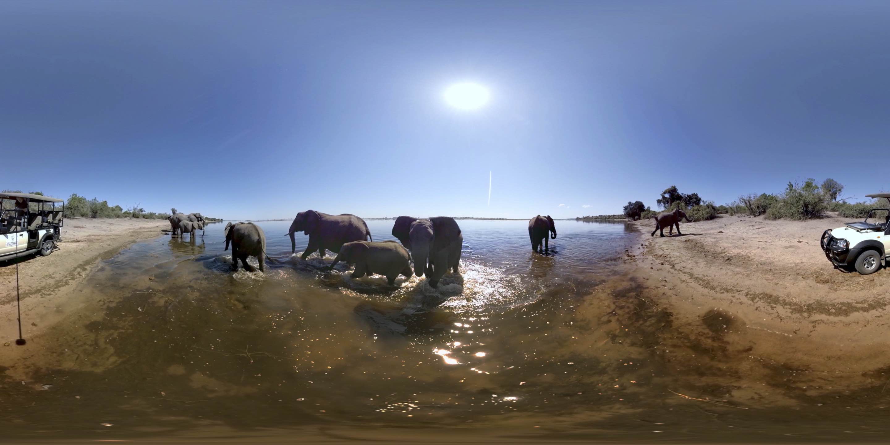 Elephants.Still007 copy