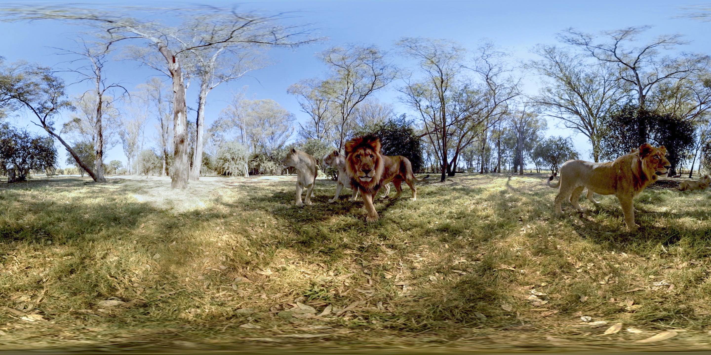 Lions.Still005