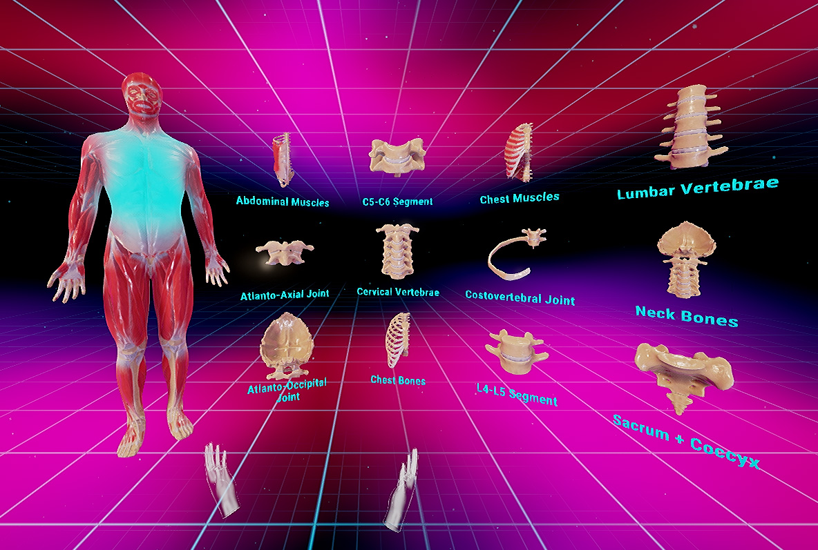 VRAnatomy2