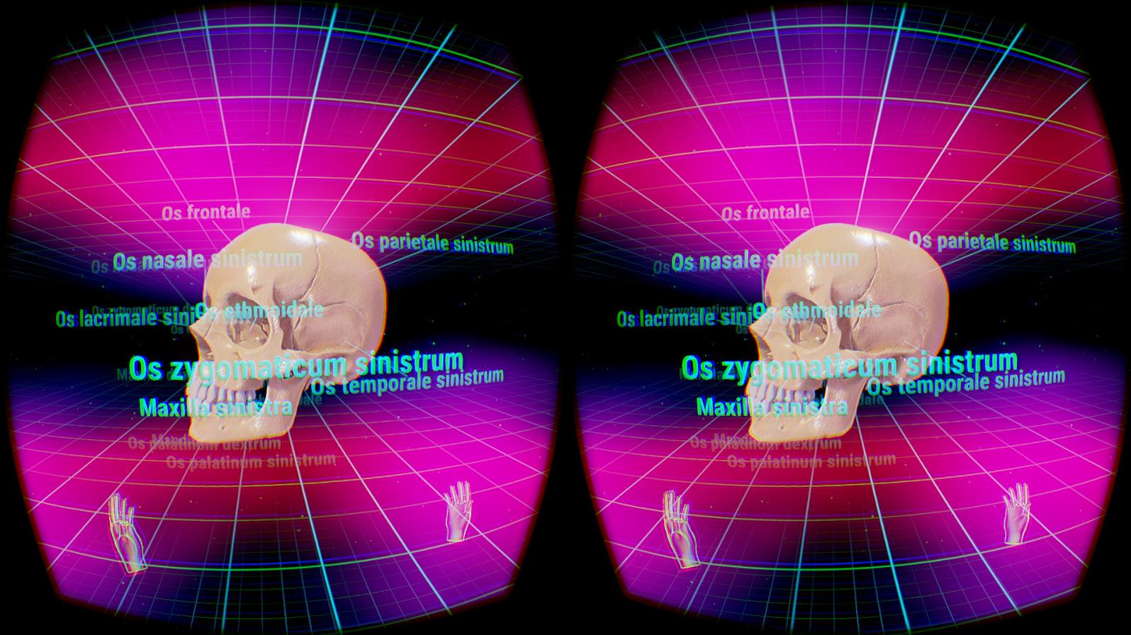 VRAnatomy5