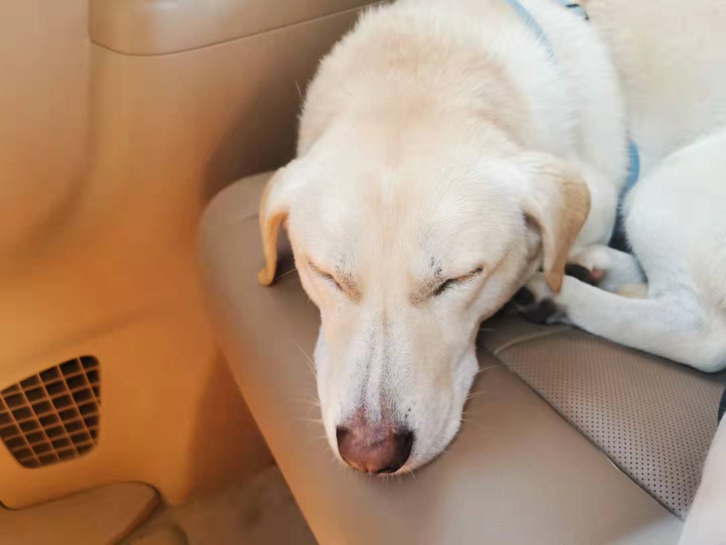 how to make your dog feel safe in the car