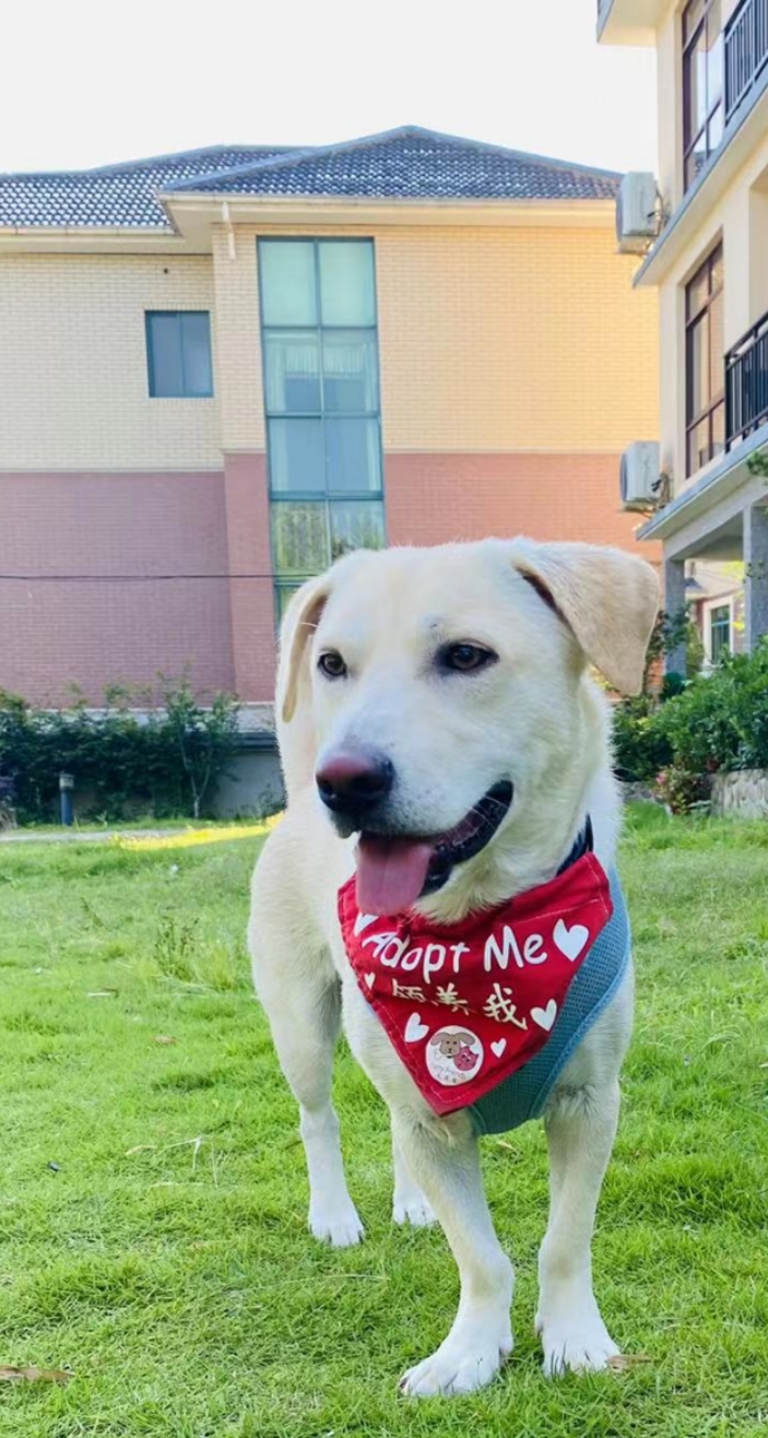 foster or adopt in Shanghai