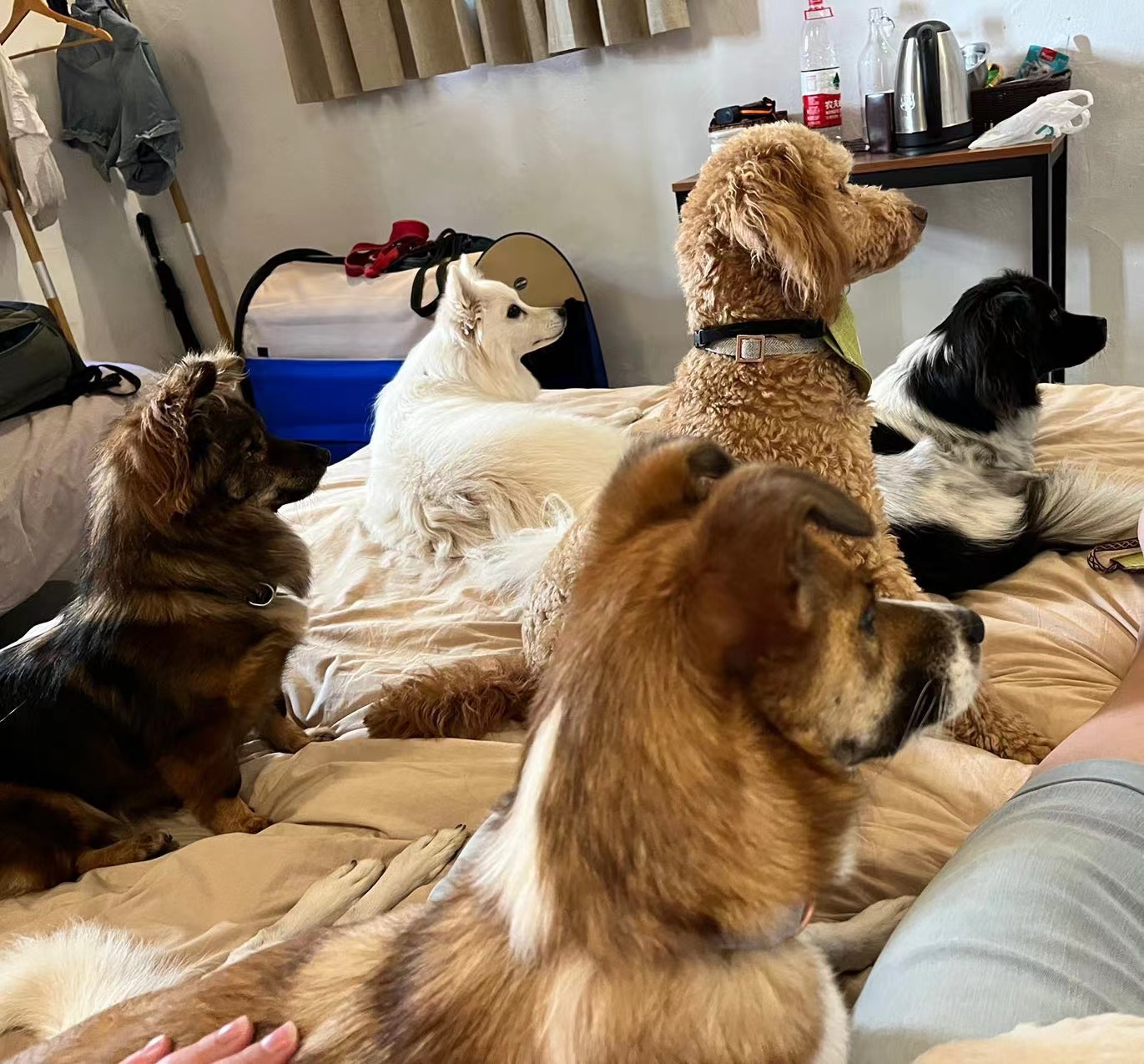 Dog Friendly Hotels And Activies In Yingchuan