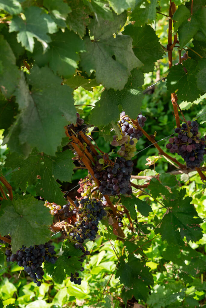 grapes growing for cinque terre wine