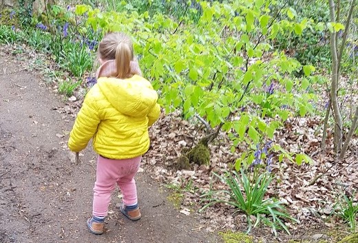 The image shows a young child walking along a well-trodden dirt path in a woodland setting during daytime. The child, who appears to be a toddler or preschooler, is dressed in a bright yellow puffer jacket, pink trousers, and sturdy shoes with a Velcro fastening. Their blonde hair is tied back in a small ponytail, and they are holding a short stick in their right hand. The surrounding environment is lush and green, with fresh spring foliage on the trees and low-growing plants. A small sapling with vibrant green leaves is prominently visible to the child's right, its trunk covered in moss. Beneath the tree, there is a scattering of fallen brown leaves from previous seasons, contrasting with the bright greens of new growth. Purple wildflowers, possibly bluebells, are visible in patches among the undergrowth, suggesting that the photograph was taken in spring. The woodland path is relatively narrow but well-defined, bordered by grass, plants, and fallen leaves. The ground appears dry and compacted, making it easy to walk on. The trees and bushes in the background create a sense of enclosure and tranquility, with dappled sunlight filtering through the branches above. The child’s posture suggests curiosity and exploration, as they appear to be walking independently while holding the stick, possibly using it to tap the ground or nearby plants. The scene conveys a sense of peaceful outdoor adventure, with the child immersed in their surroundings.