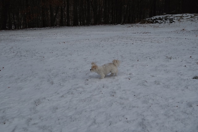 Running on short legs