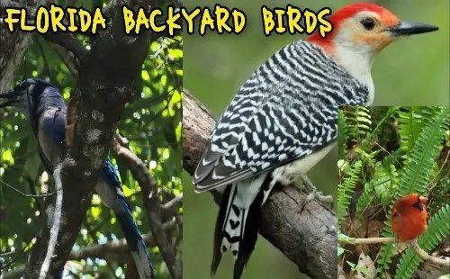 Florida backyard birds: 30 species seen in sunshine state