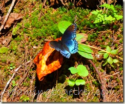 DSC_8064 - Copy