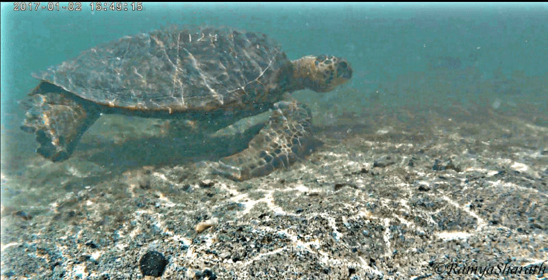 Green_sea_turtle_top_10_things_to_do_on_big_island_hawaii