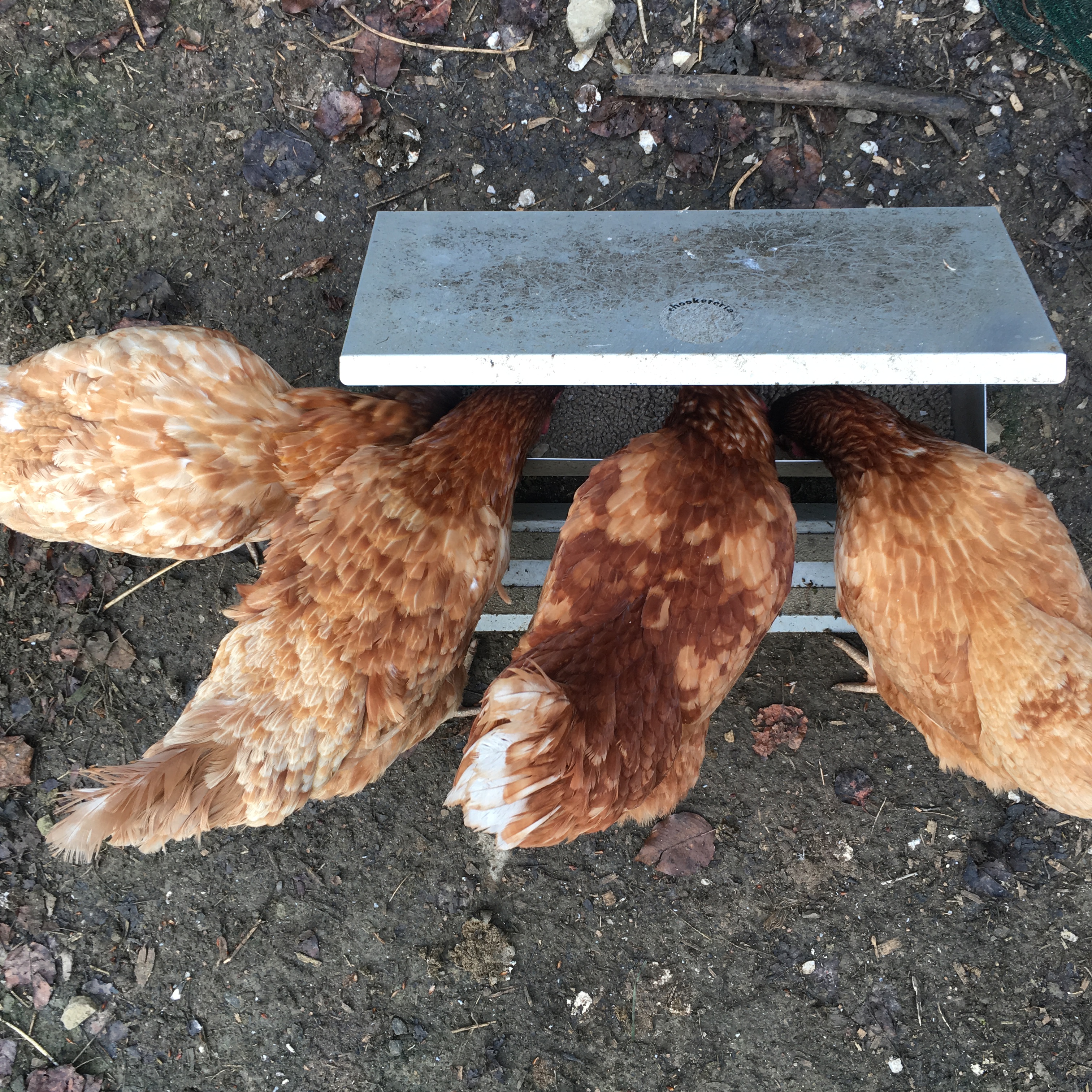 BBBBF8AE-AD11-482E-9BEE-AA71E0E91908