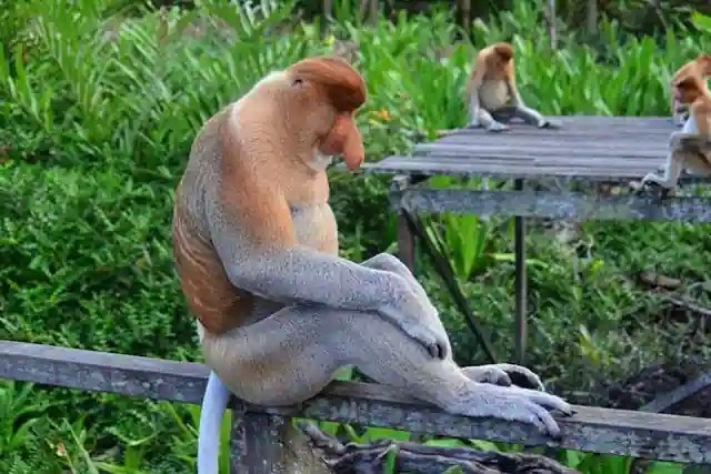 Elephants and orangutans may be visible