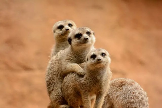 See-fossils-and-meerkats-in-south-africa