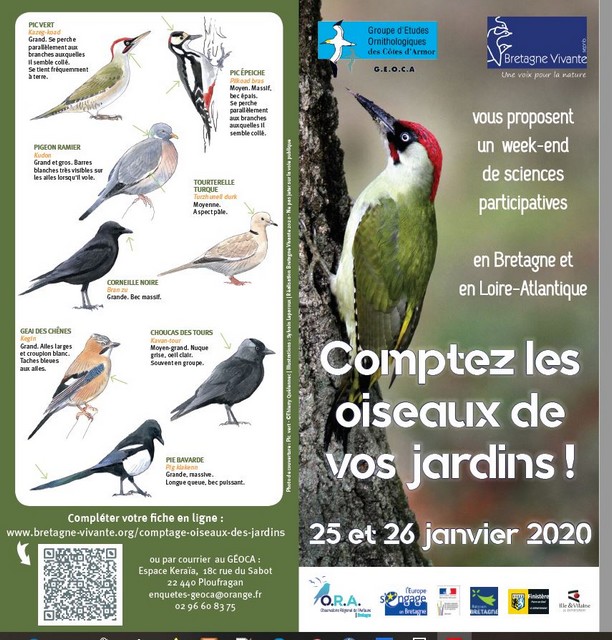 Apprendre A Reconnaitre Les Oiseaux Les Astuces Pour Reconnaitre Les Oiseaux Oisillon