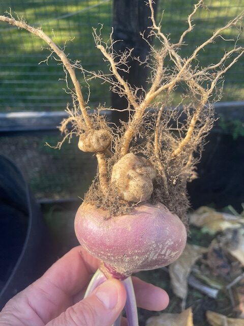 Club root