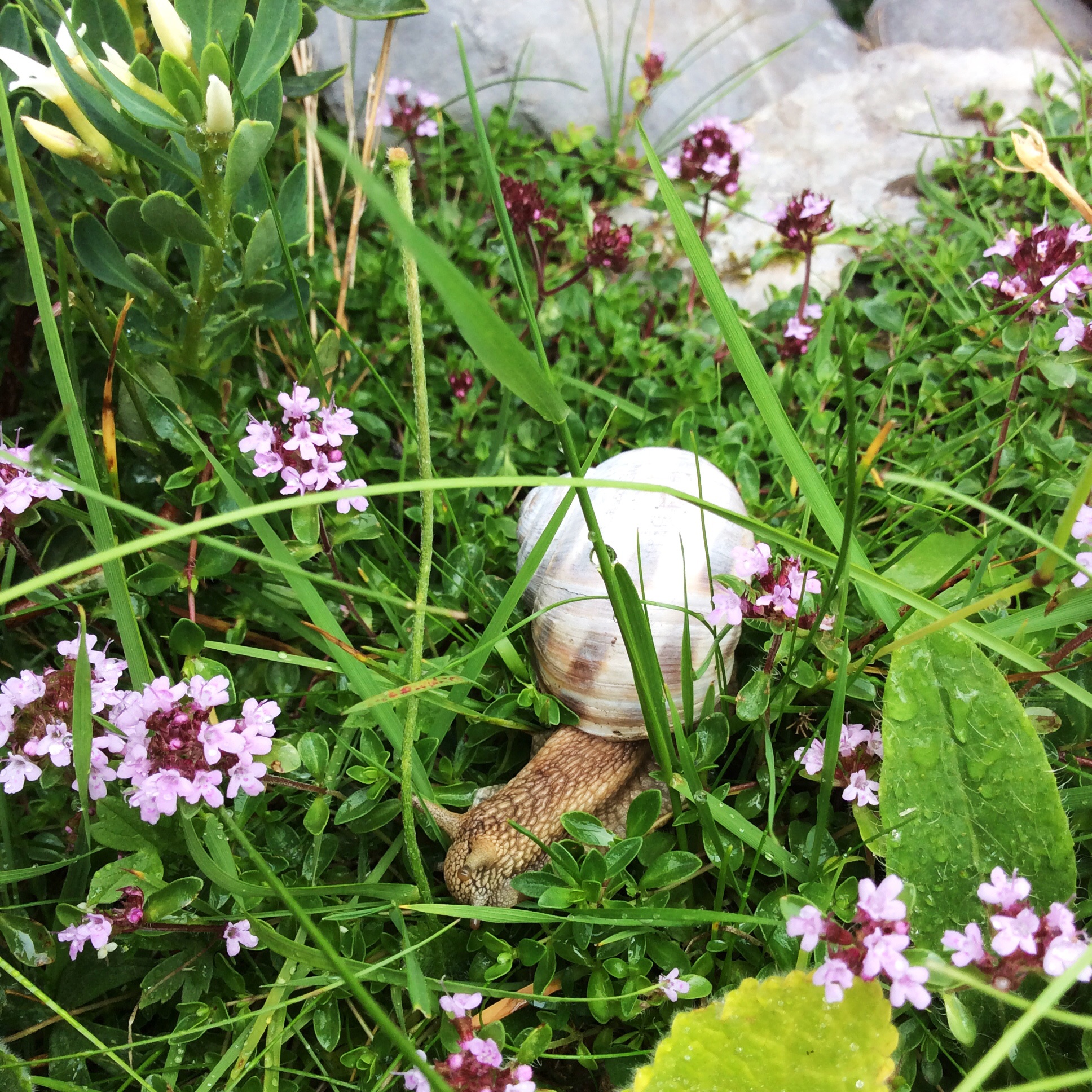 On the last day we had drizzle which brought out these amazingly large snails... Here featured with little purple flowers