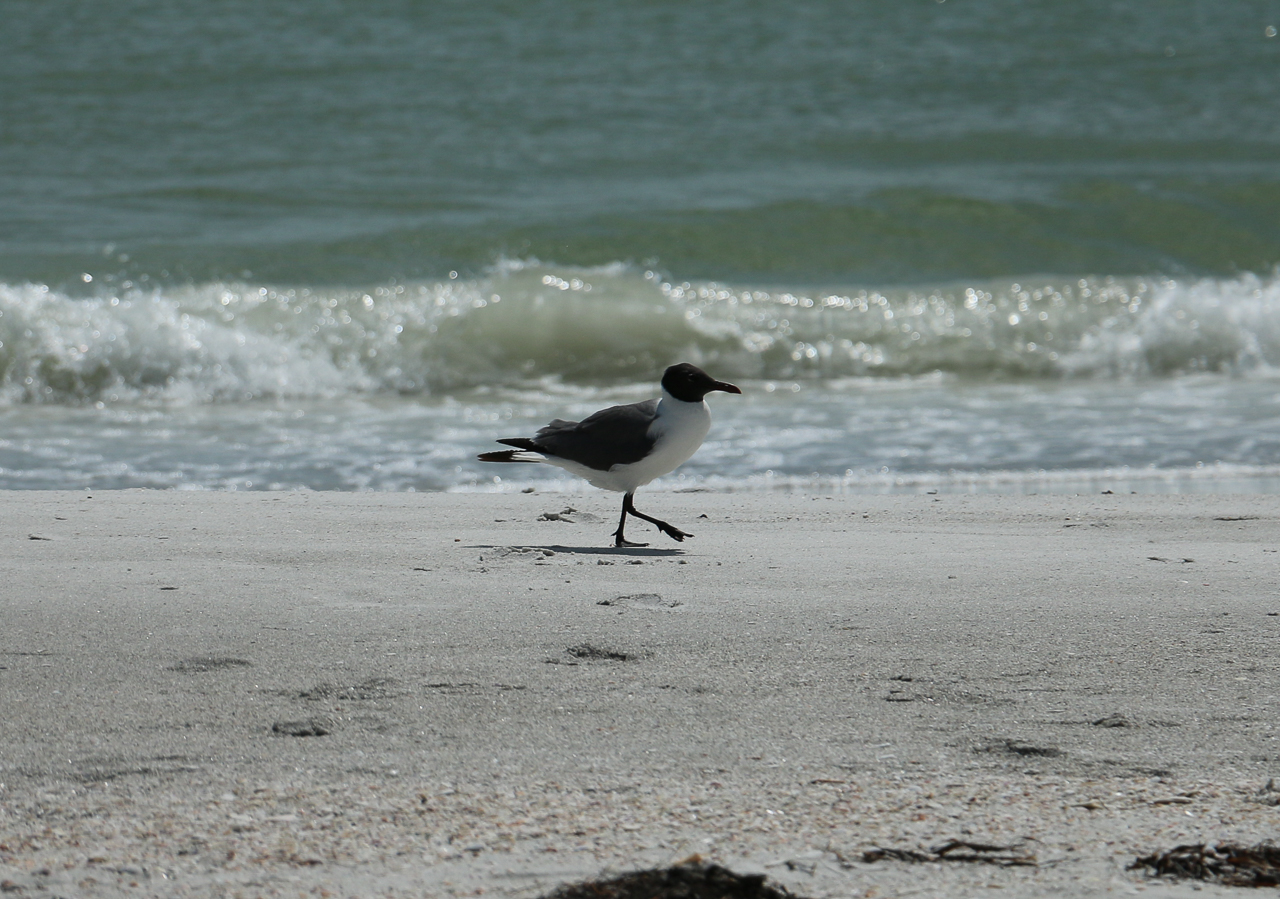 It was rare to see just one bird on the beach. This guy seemed to like us.