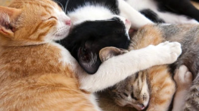 Three acts or four?