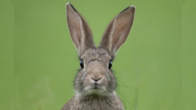Mister Rabbit