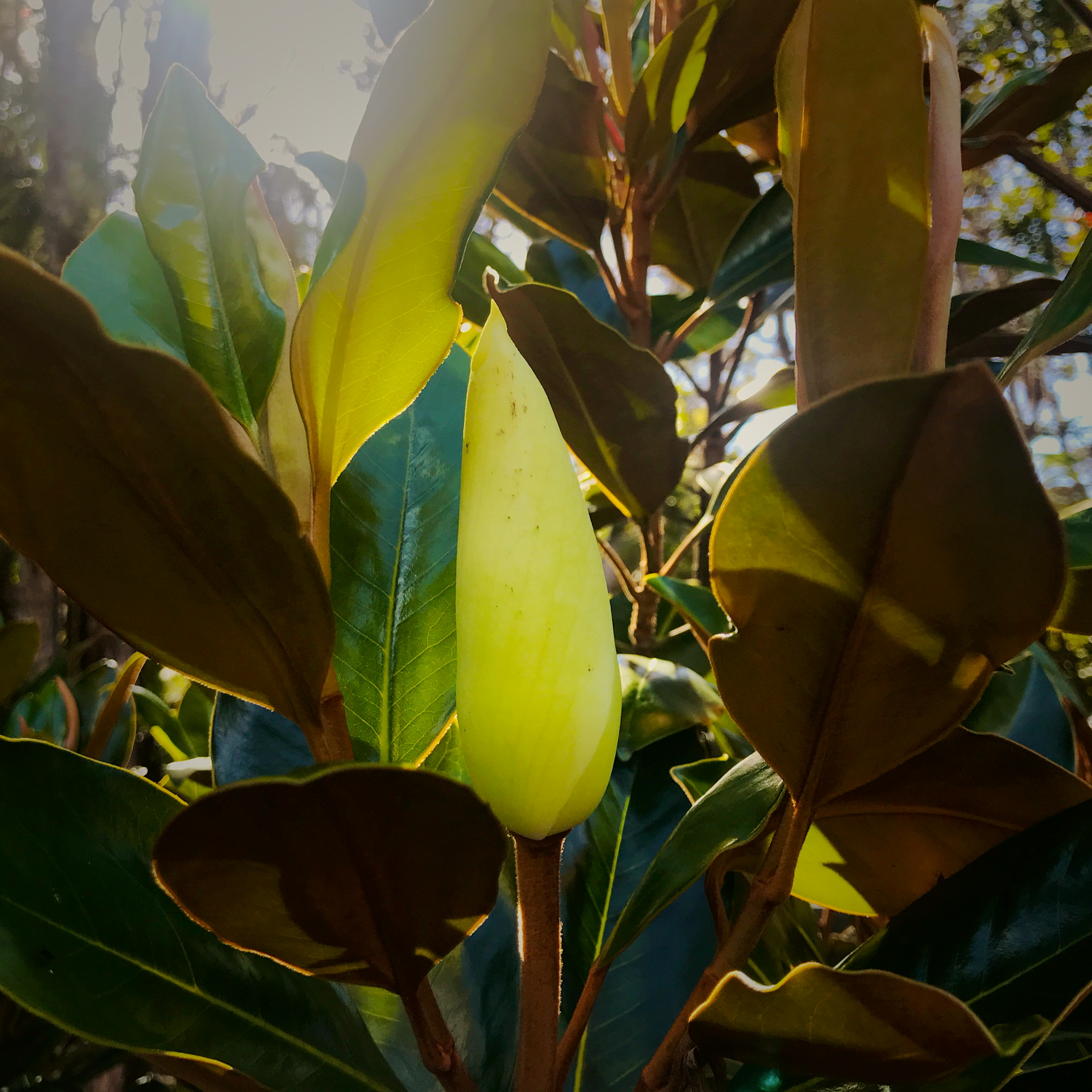 {"cameraType":"Wide","macroEnabled":false,"qualityMode":3,"deviceTilt":0.021357713267207146,"customExposureMode":1,"extendedExposure":false,"whiteBalanceProgram":0,"cameraPosition":1,"focusMode":1}