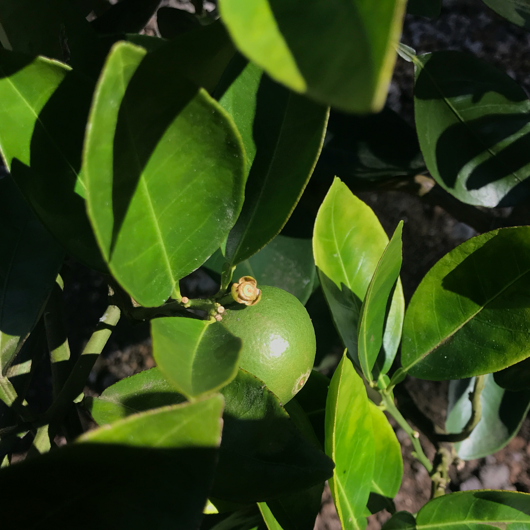 {"cameraType":"Wide","macroEnabled":false,"qualityMode":3,"deviceTilt":0.36420714855194092,"customExposureMode":1,"extendedExposure":false,"whiteBalanceProgram":0,"cameraPosition":1,"focusMode":1}