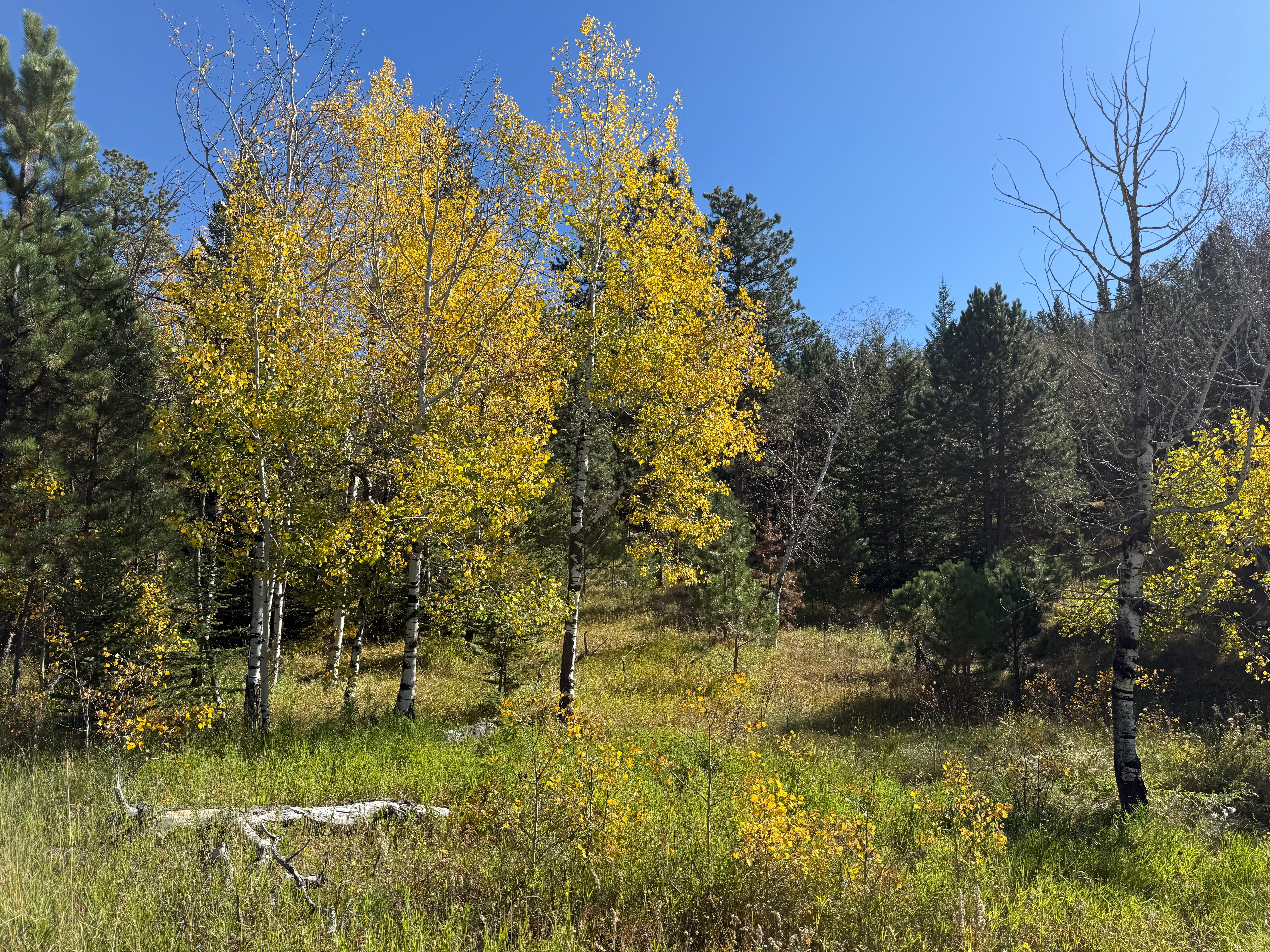 Beside Trail #9