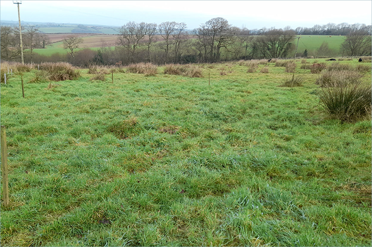 view over a rough field with clumps of rush in the background