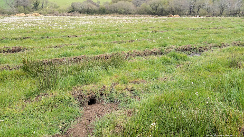 field with large ruts in it, one of which has hole dug into it. Beyond is a swath of pink flowers and old round bales