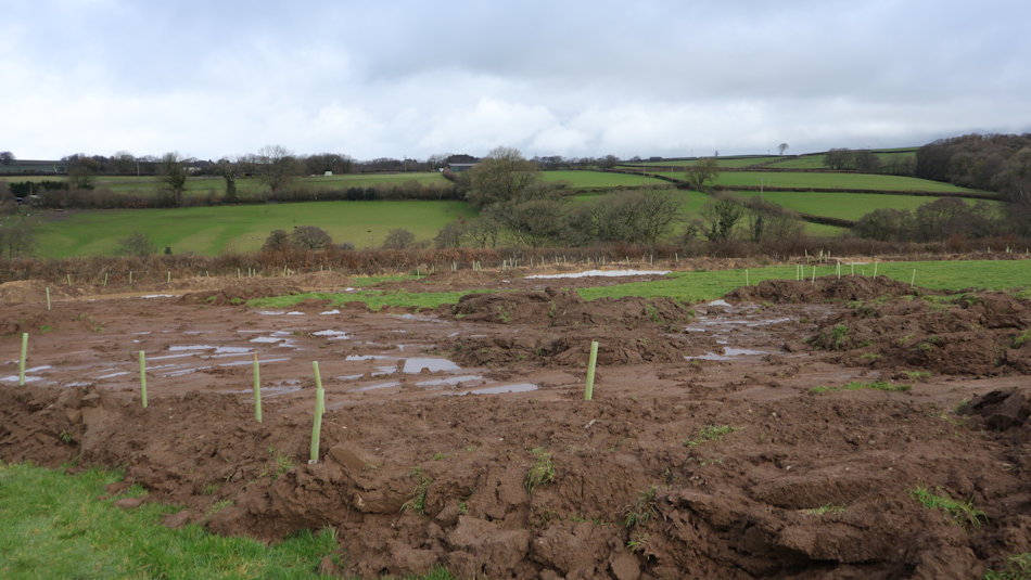 scraped areas of turf in a wet spell, lots of water laying on the soil. The turfs have created banks which have trees planted in them