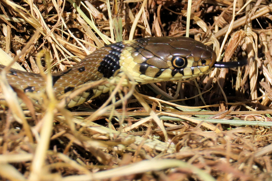 close up of a grass snake's head as it emerges from dried grass