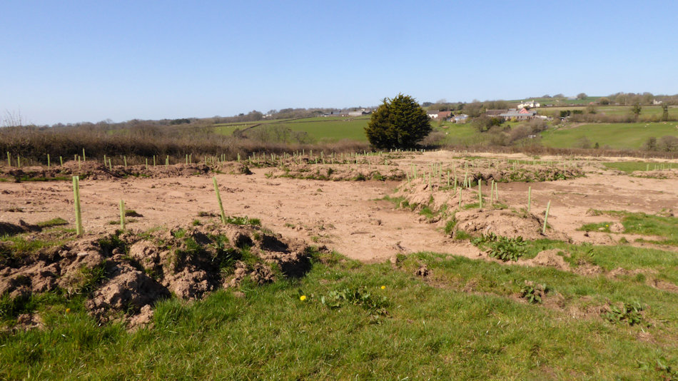 areas that have been scraped of their turf - these bare soil areas are very dry. The turf has created banks which have been planted with trees