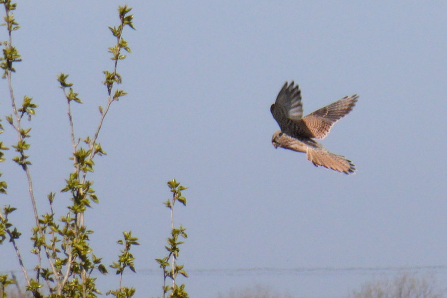 kestrel hovering against a blue sky