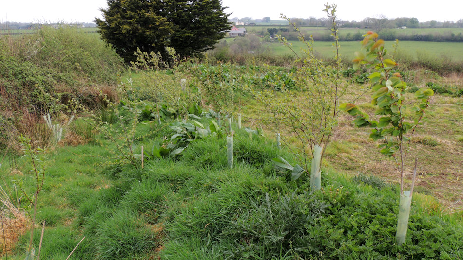 a grassy bank planted with a variety of trees being protected by spiral guards
