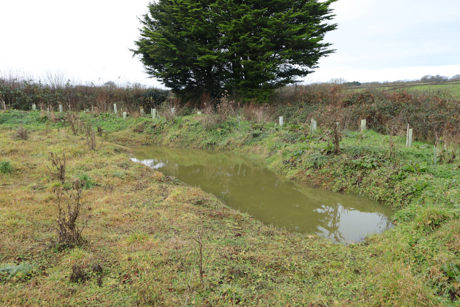 pond full of water but with no vegetation growing in it, behind is a bank with trees planted on it