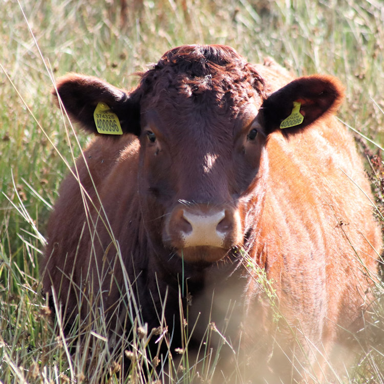a red ruby devon in amongst very long rush and looking straight at the camera