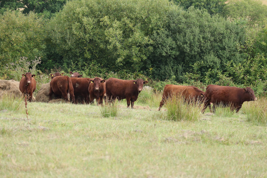 short pasture and a small herd of ruby red devon cattle
