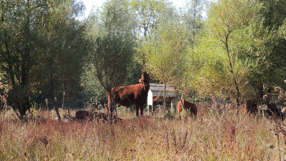 red ruby cattle stretching up and browsing willow trees in amongst rough vegetation