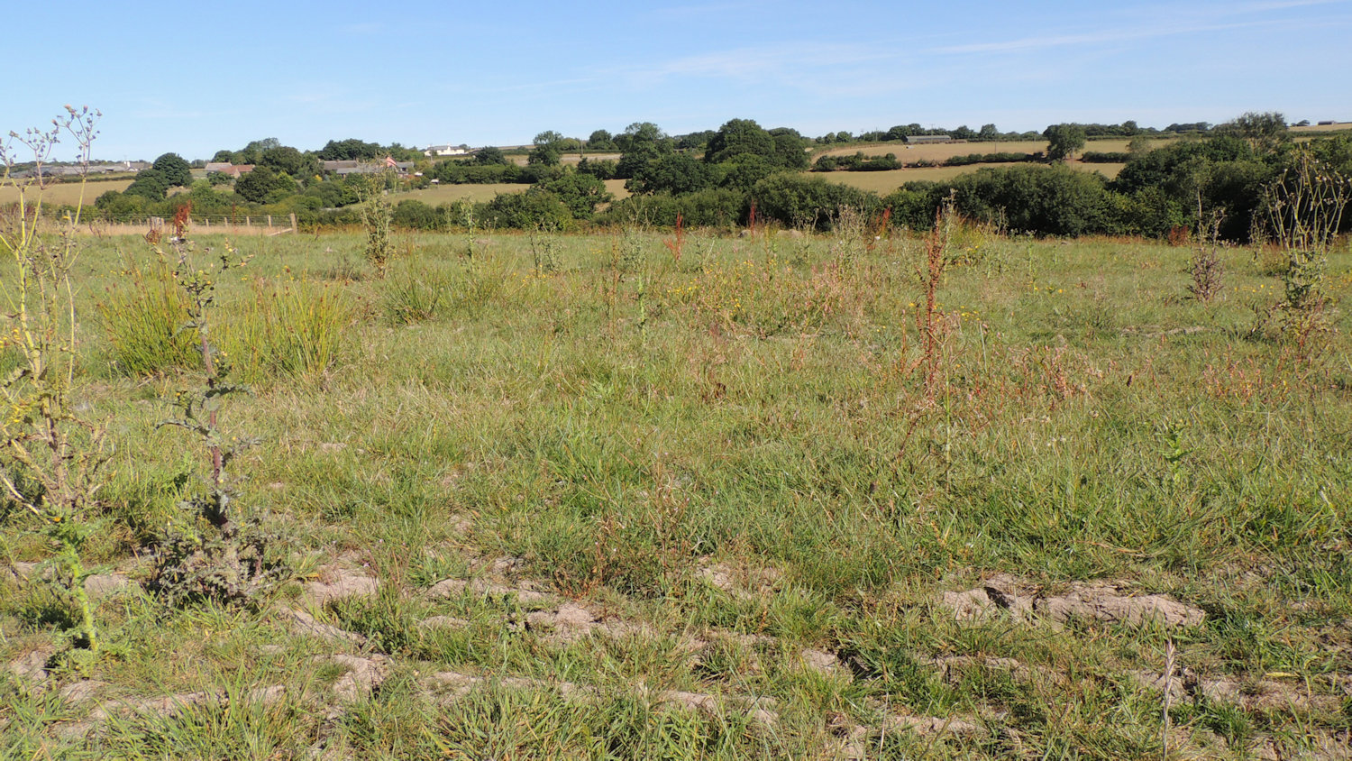 a rough area of grassland with lots of thistles, dock and rush in amongst grass and bare soil