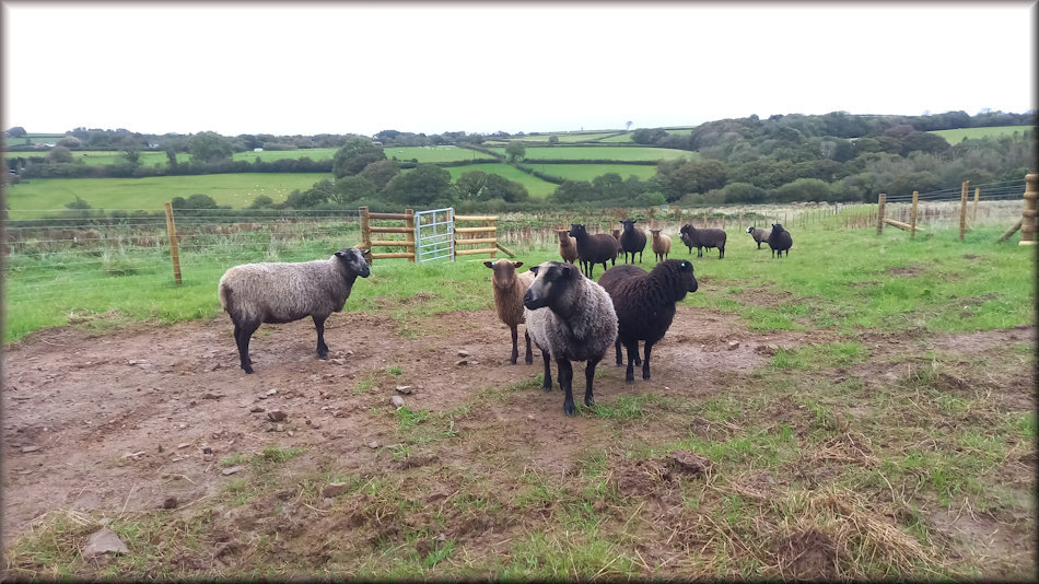 shetland sheep in various colours in an area of grass which has been fenced either side