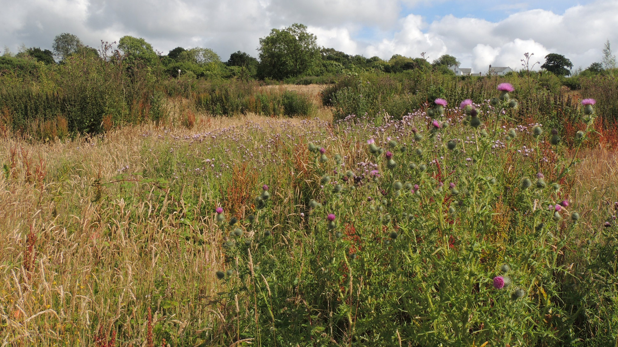 looking across the project with lots of thistles, rough grass and veegetation.