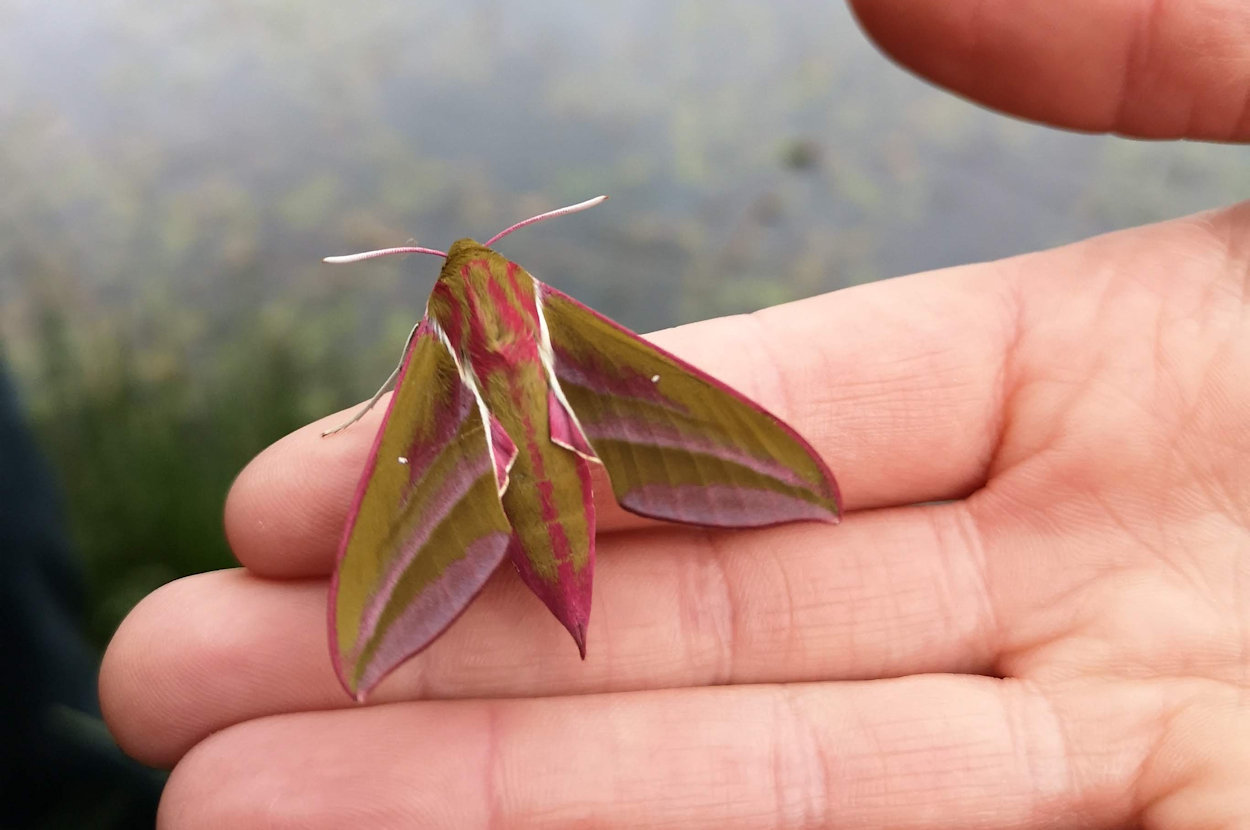 elephant hawk moth on someone's hand