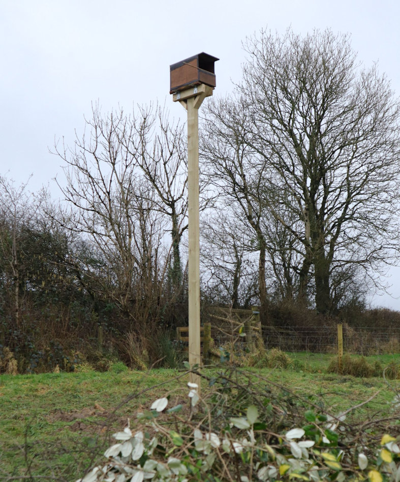 kestrel box on a tall pole in a corner of a field with brash in front of it