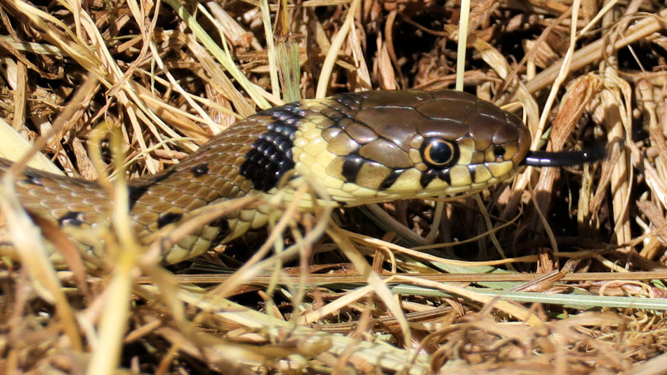 close up of a grass snake's head
